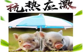 如何做好夏季猪的热应激及其防治？【汇邦兽药】