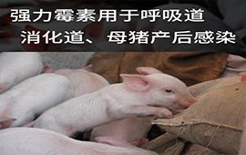 兽药现货强力霉素，呼吸道猪肺疫气喘咳嗽仔猪白痢副伤寒