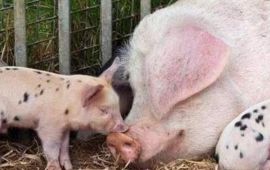 母猪产后消炎用什么药是母猪饲养管理重要的工作 【汇邦兽药】