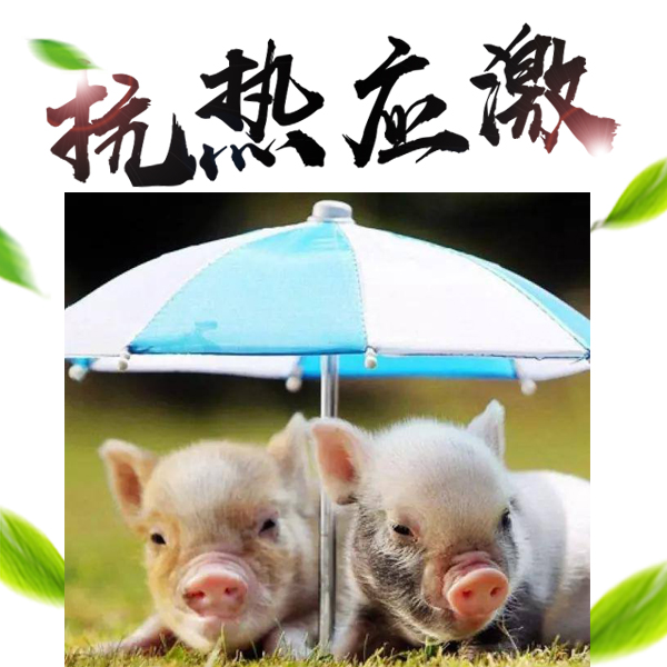 夏季猪的热应激及其防治