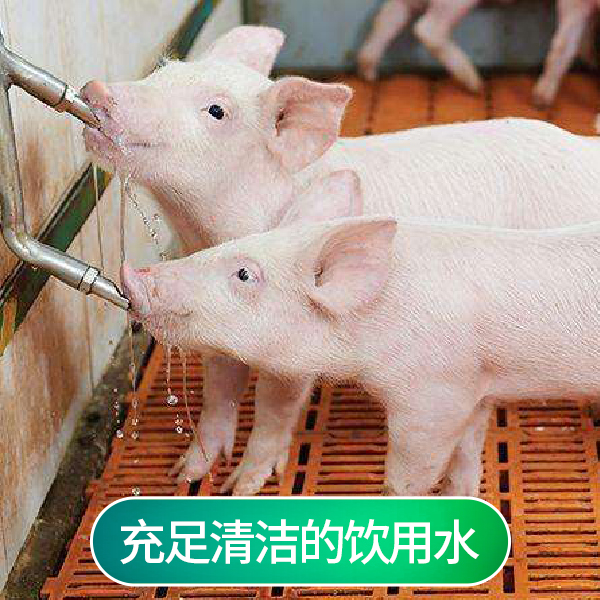 夏季猪的热应激及其防治