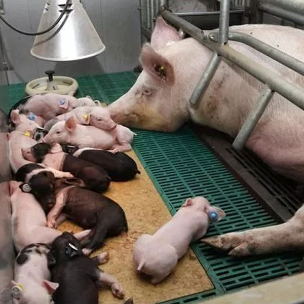 母猪产后护理