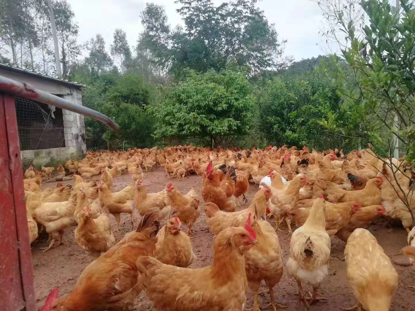 鸡啄羽吃什么药