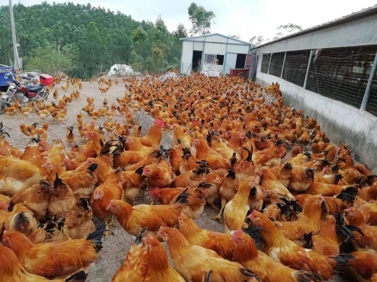 鸡舍消毒杀菌用什么药