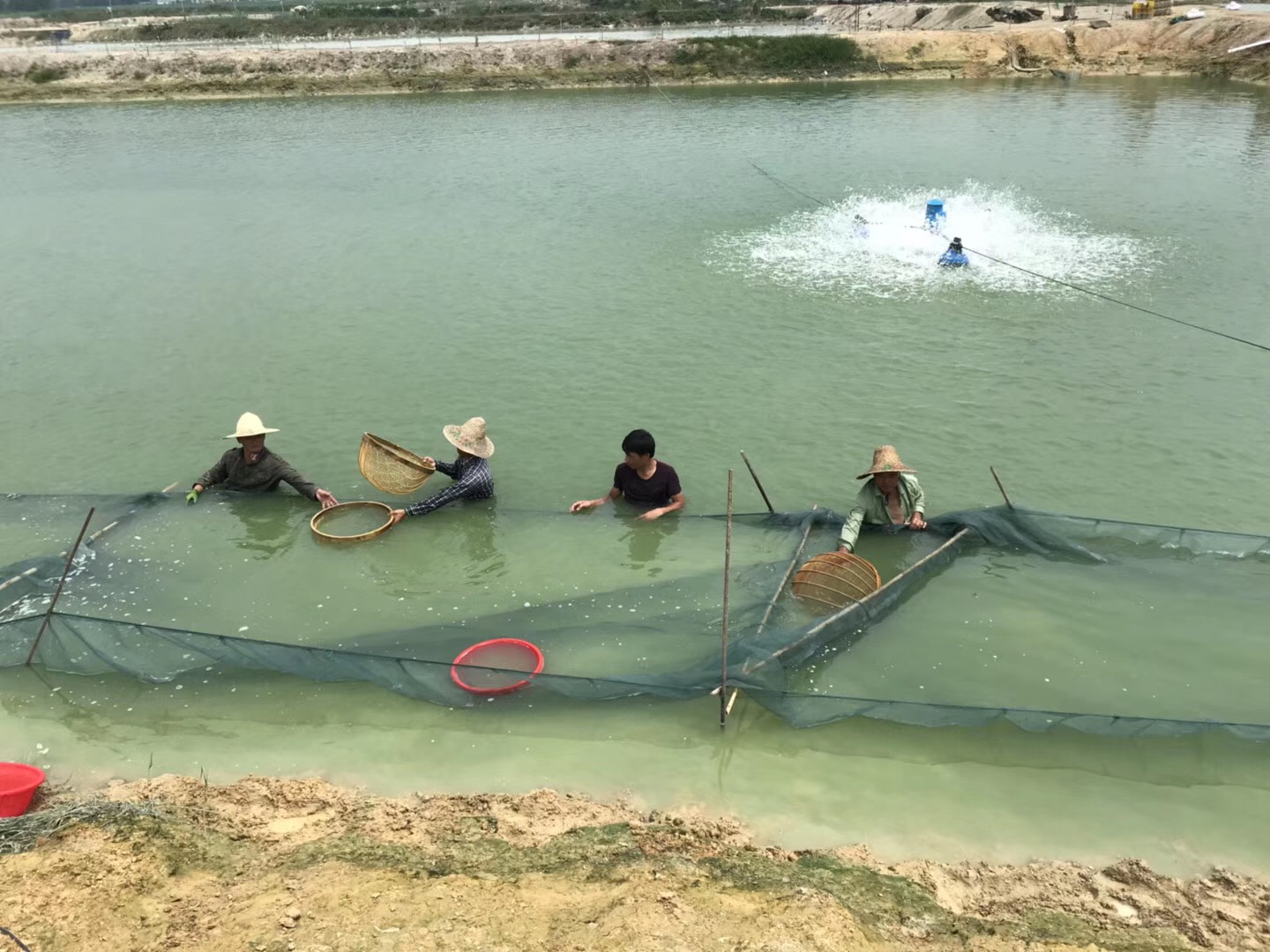 水产养殖能用的抗生素有哪些