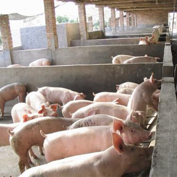 猪用抗病毒增强免疫的中药